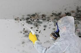 Best Emergency Mold Remediation  in Thoreau, NM